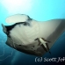 ray_manta_sp_phu_h_0006_tha6425.jpg